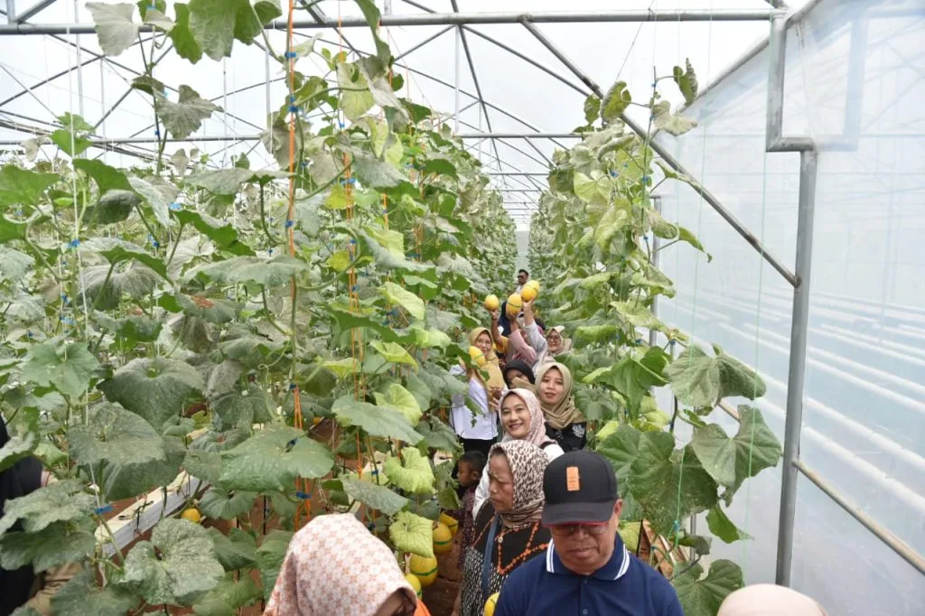 Wakil Bupati Kuningan Hadiri Panen Perdana Cibelut Melon Farm: Simbol Kemandirian Ekonomi Desa Ancaran