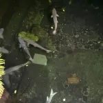 Belasan Ikan Dewa Ditemukan Mati di Objek Wisata Balong Cigugur, Ini Penjelasan Pengelola