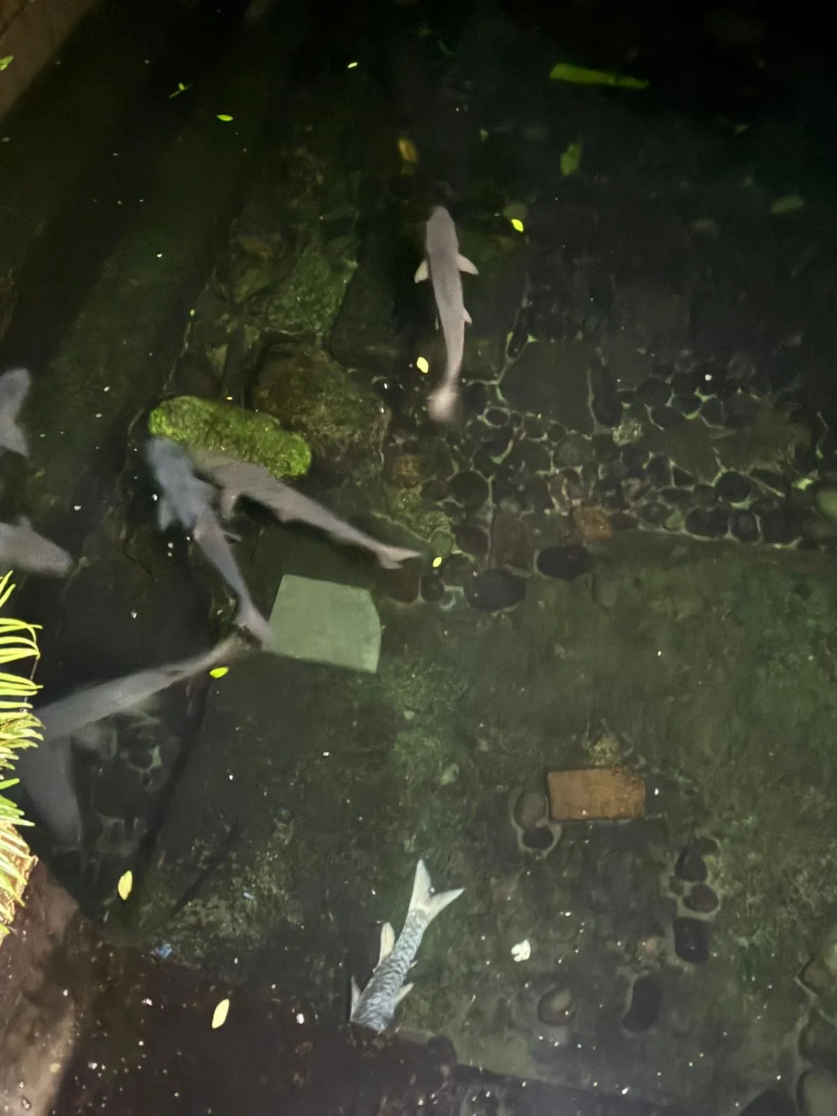 Belasan Ikan Dewa Ditemukan Mati di Objek Wisata Balong Cigugur, Ini Penjelasan Pengelola