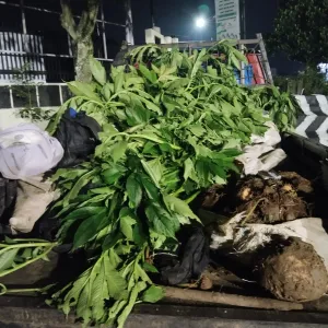 Hasil pencurian tanaman porang