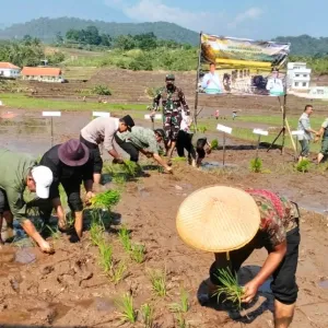 Gerakan Semai, Olah Lahan, dan Tanam Serentak Digelar di 11 Kabupaten Jawa Barat Kabupaten Kuningan Percepat Pemanfaatan Bantuan Benih Padi dan Tingkatkan Luas Tambah Tanam