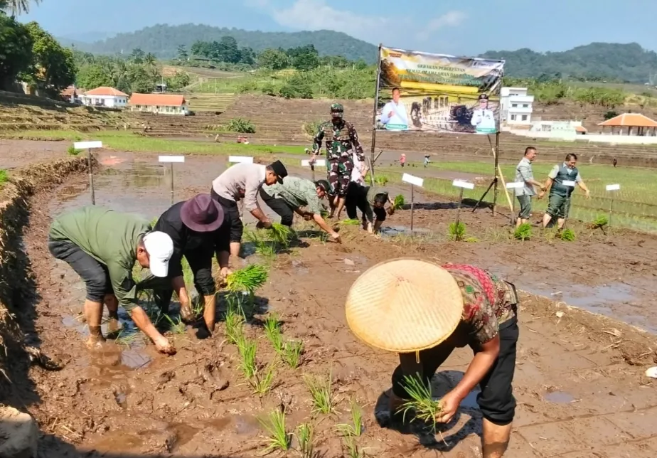 Gerakan Semai, Olah Lahan, dan Tanam Serentak Digelar di 11 Kabupaten Jawa Barat Kabupaten Kuningan Percepat Pemanfaatan Bantuan Benih Padi dan Tingkatkan Luas Tambah Tanam