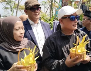 Panen Raya Naga Kuning Sangkanika, Bupati Dian: Bertani Bisa Jadi Jalan Menuju Sejahtera