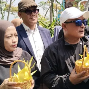Panen Raya Naga Kuning Sangkanika, Bupati Dian: Bertani Bisa Jadi Jalan Menuju Sejahtera
