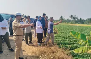Bappenas dan Kementerian Pangan Monitoring Kawasan Ubi Jalar 295 Hektare di Kuningan