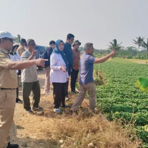 Bappenas dan Kementerian Pangan Monitoring Kawasan Ubi Jalar 295 Hektare di Kuningan