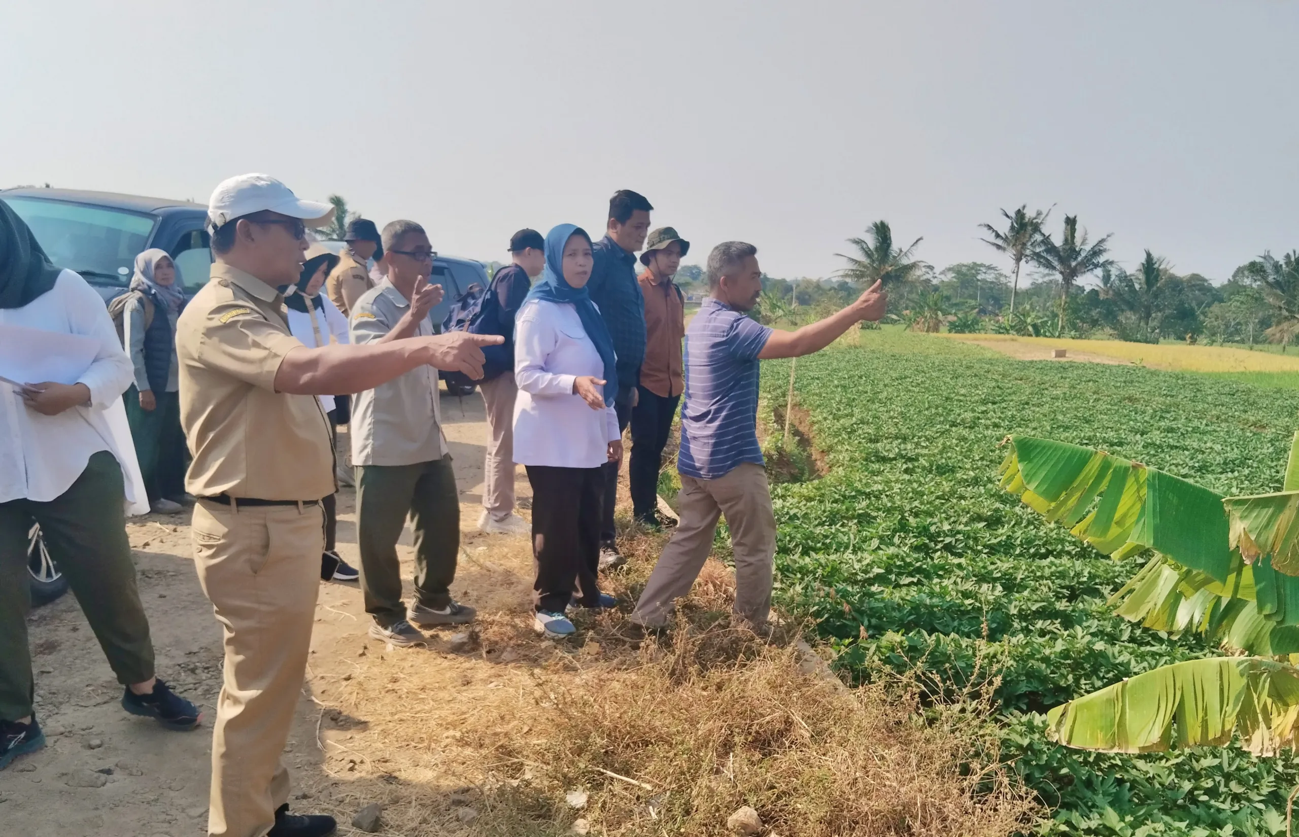 Bappenas dan Kementerian Pangan Monitoring Kawasan Ubi Jalar 295 Hektare di Kuningan